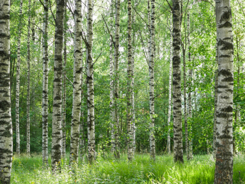 Birch forest with green undergrowth